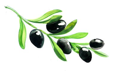 Beyaz zemin üzerine zeytin dalı. Mürekkep ve suluboya resim