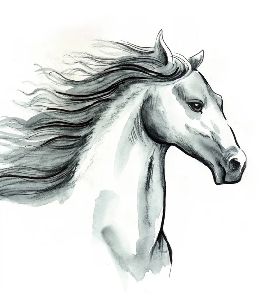 Vacker Vit Häst Bläck Och Akvarell Illustration — Stockfoto