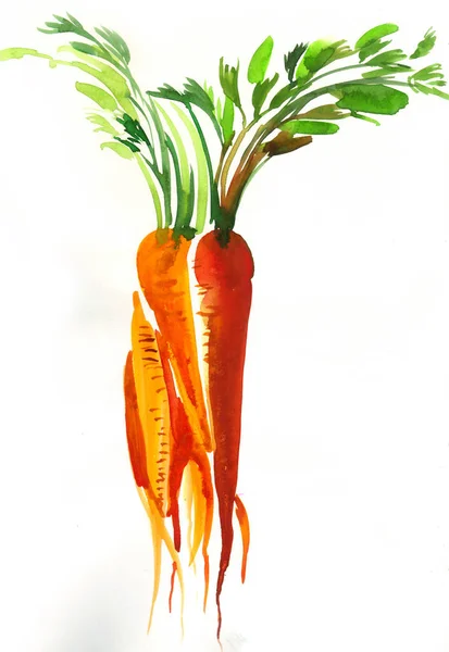 Група Стиглої Апельсинової Моркви Білому Тлі Акварельний Живопис — стокове фото