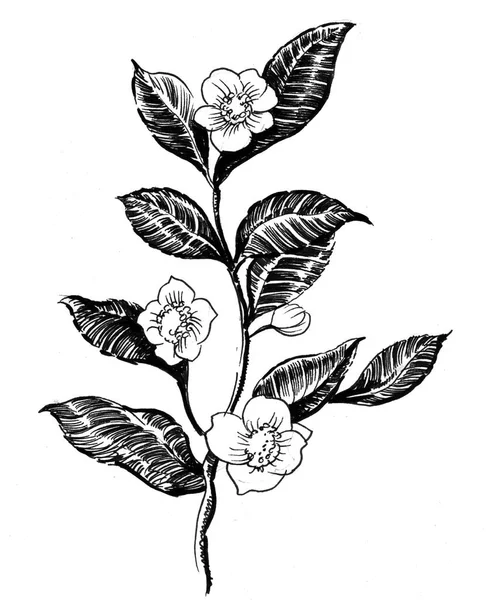 Planta Chá Florescente Tinta Ilustração Preto Branco — Fotografia de Stock