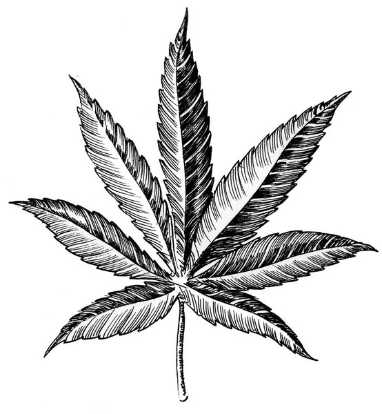 Foglia Cannabis Sfondo Bianco Inchiostro Disegno Bianco Nero — Foto Stock