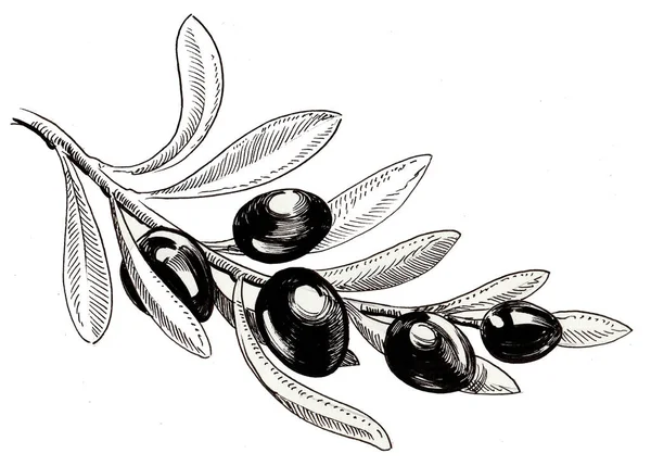 Чернила Черно Белого Рисунка Оливковой Ветви — стоковое фото