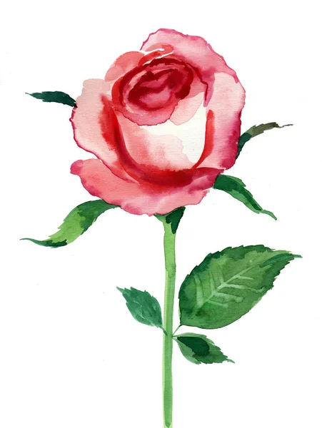 Akwarela Czerwony Róża Kwiat Białym Tle — Zdjęcie stockowe