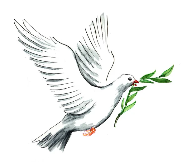 Beyaz bir zeytin dalı ile güvercin. Mürekkep ve suluboya resim
