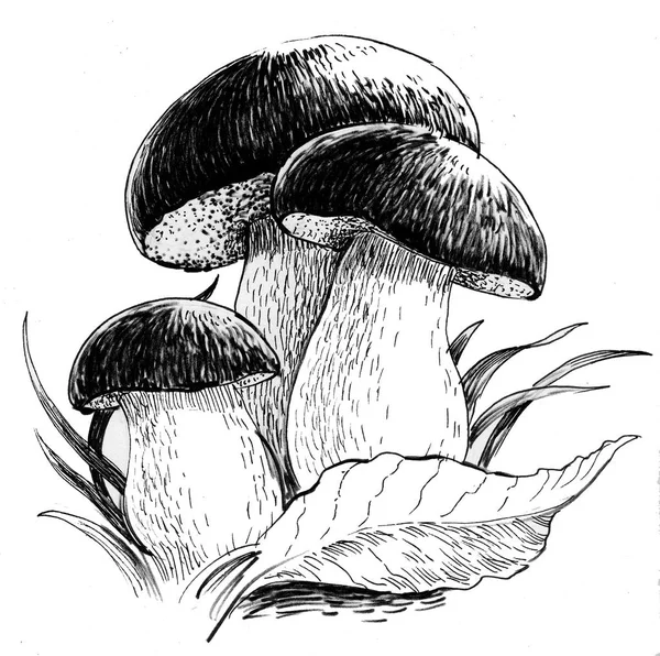 Champiñones Hojas Árbol Dibujo Blanco Negro Tinta — Foto de Stock