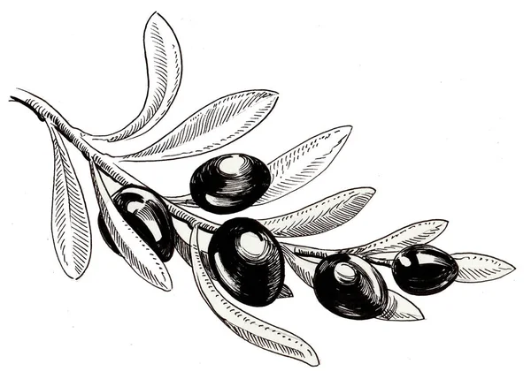 Olive Branch Ink Black White Drawing — Stock Photo, Image