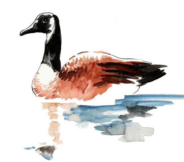 Wild Goose Lake Ink Watercolor Sketch — Stock Photo, Image