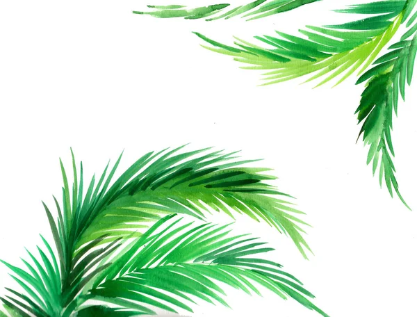 绿色棕榈叶在白色背景 水彩画 — 图库照片