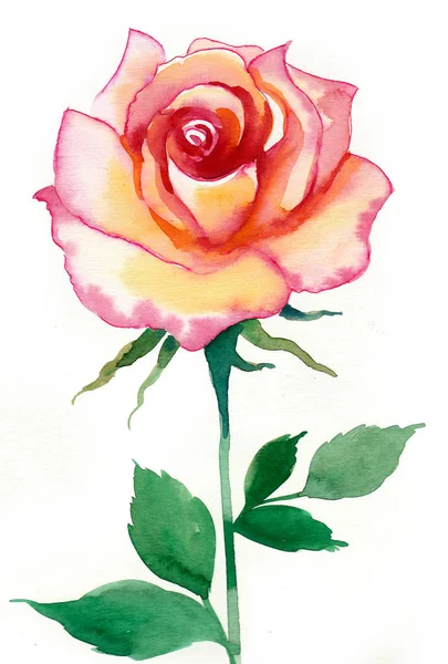 Όμορφο Τριαντάφυλλο Άσπρο Φόντο Ζωγραφική Νερομπογιές — Φωτογραφία Αρχείου