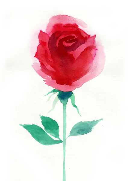Akvarelu Červený Květ Růže Bílém Pozadí — Stock fotografie