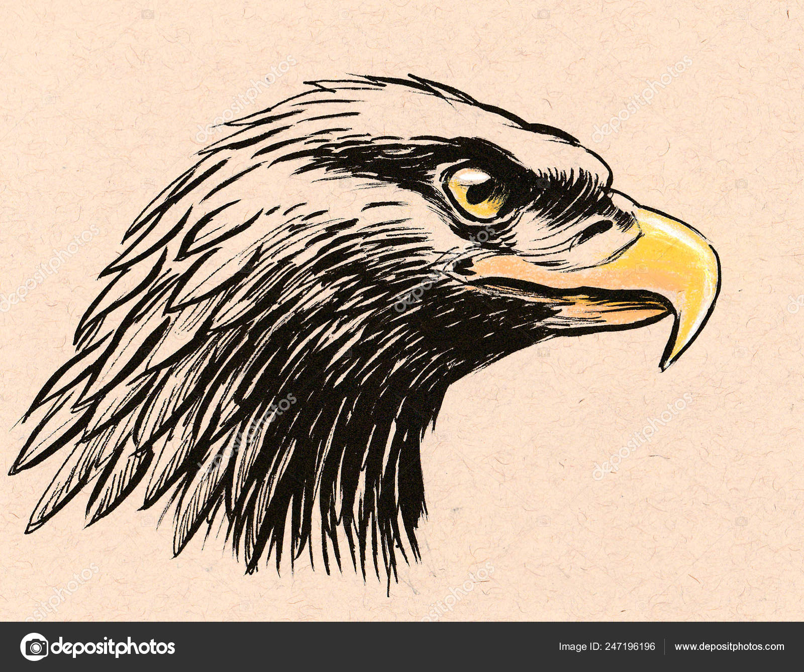 Cabeza Águila Dibujo Tinta Lápiz: fotografía de stock © alexblacksea #247196196 | Depositphotos Cabeza Águila Dibujo Tinta Lápiz: fotografía de stock © alexblacksea #247196196 | Depositphotos