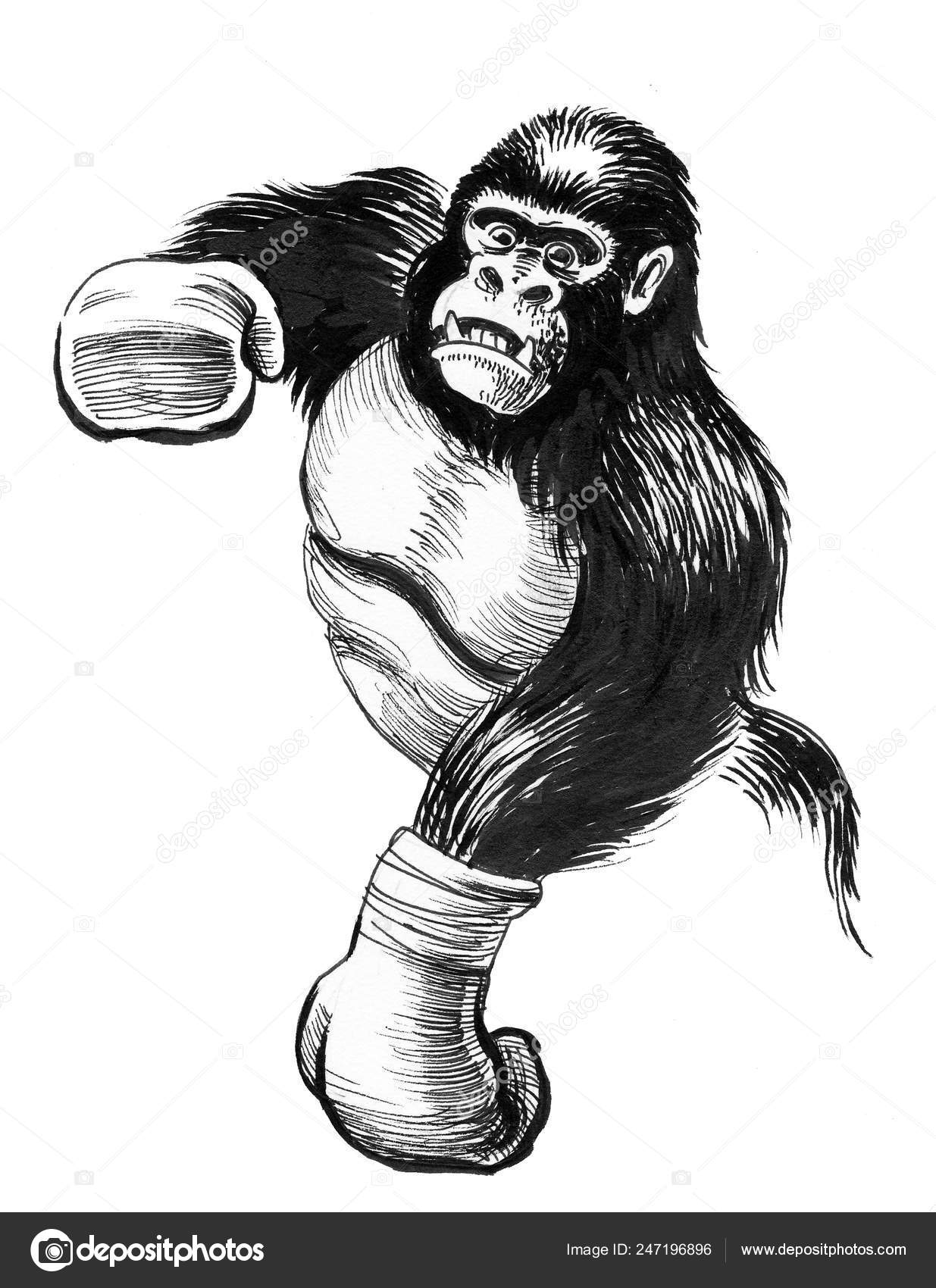 Gorila para dibujar fotos de stock, imágenes de Gorila para dibujar sin  royalties | Depositphotos