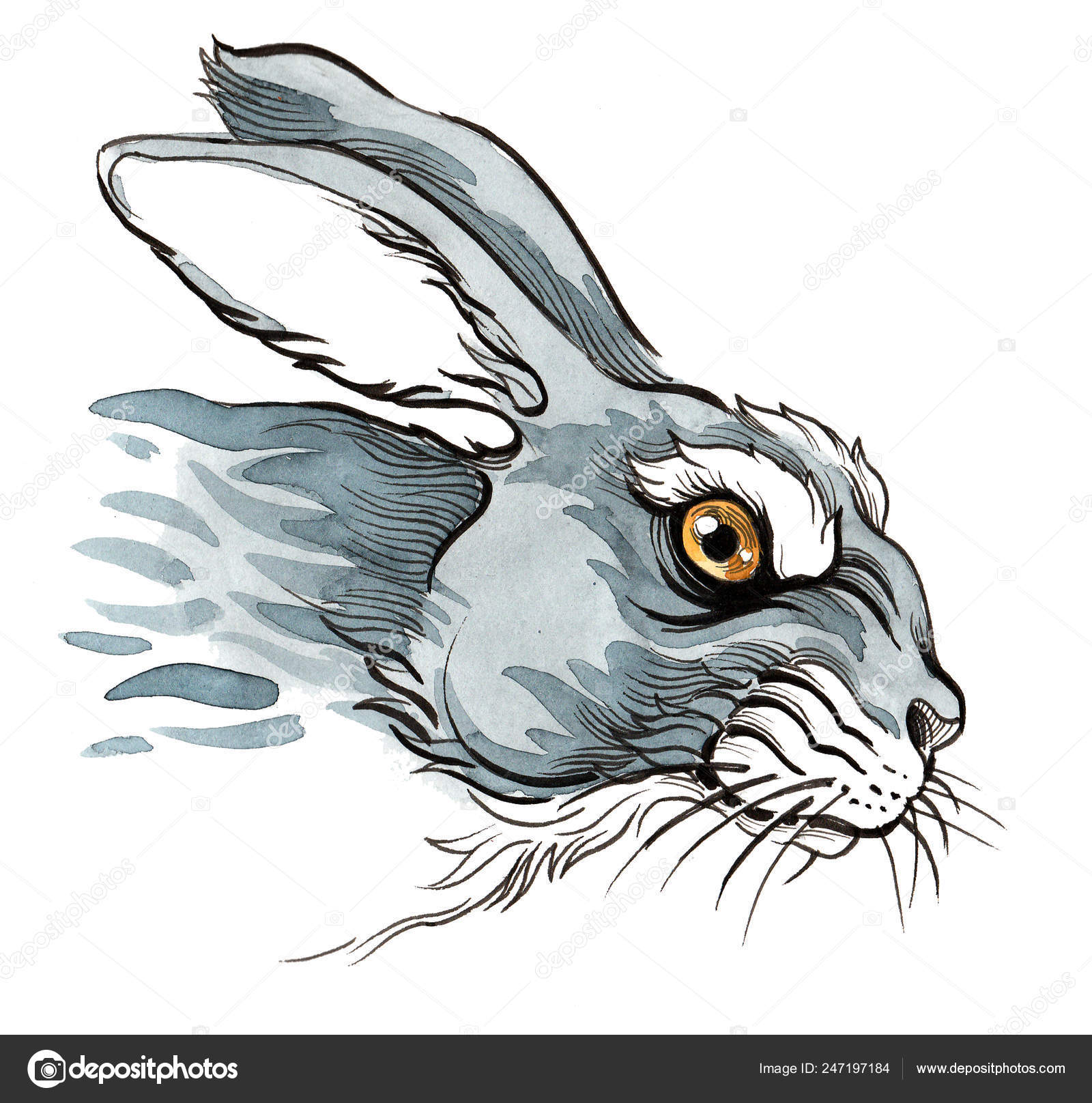 Immagini e foto stock di Lepre arrabbiata | DepositPhotos, image size:1600x1616