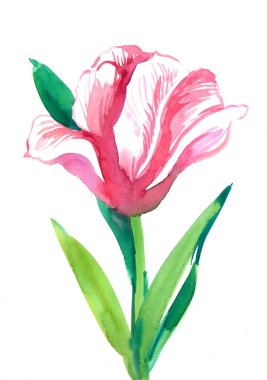 Beyaz zemin üzerine suluboya Pembe Lale çiçek