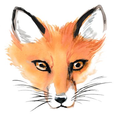 Kafa tilki. Mürekkep ve suluboya resim