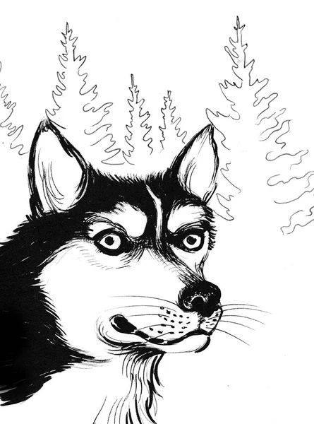 Husky Dog Forest Ink Black White Drawing — Stock Photo, Image