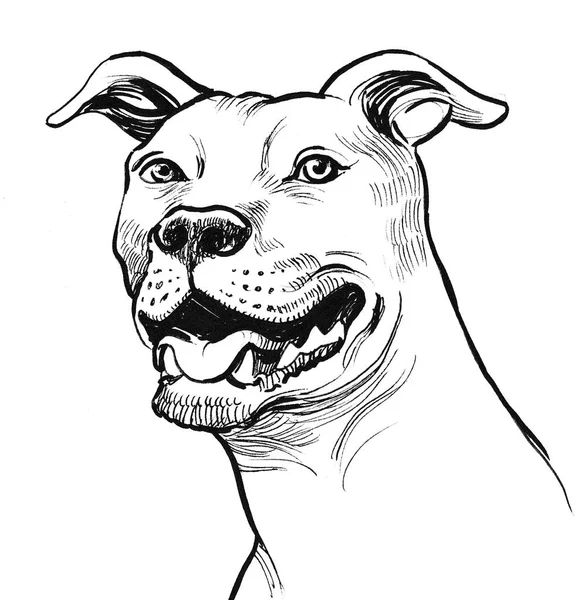 Çukur Boğa Korkunç Köpek Kafası Mürekkep Siyah Beyaz Çizim — Stok fotoğraf