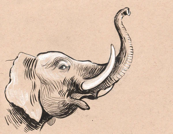 大象的头 水墨和粉笔绘图 — 图库照片