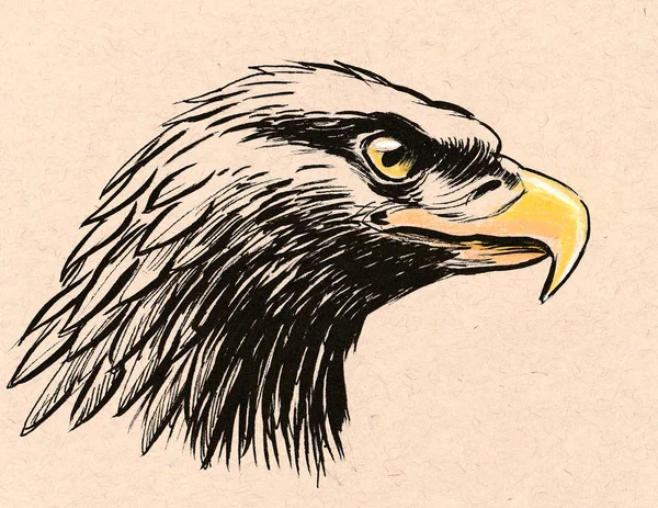 老鹰头 墨水和铅笔绘图 — 图库照片
