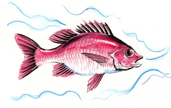 Sketsa Ikan Merah Ilustrasi Tinta Dan Cat Air — Stok Foto
