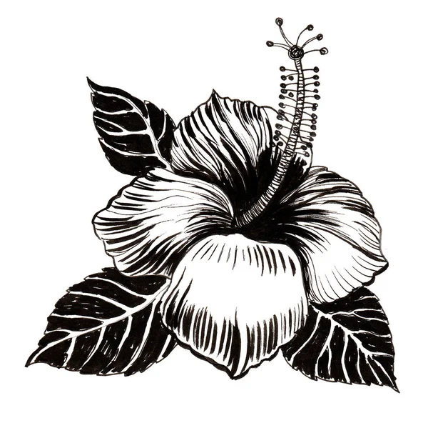 Λουλούδι Ιβίσκου Μελάνι Μαύρο Και Άσπρο Σχέδιο — Φωτογραφία Αρχείου