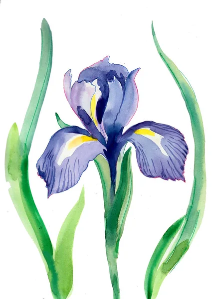 Fiore Iris Viola Illustrazione Inchiostro Acquerello — Foto Stock