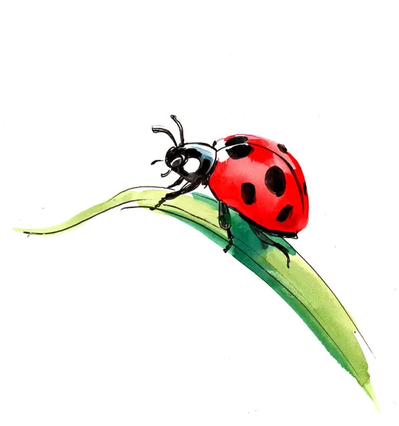 Lady Bug Grass Ink Watercolor Illustration — Stock Photo, Image