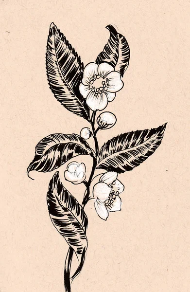 Virágzó Tea Növény Szabadkézi Illusztráció — Stock Fotó