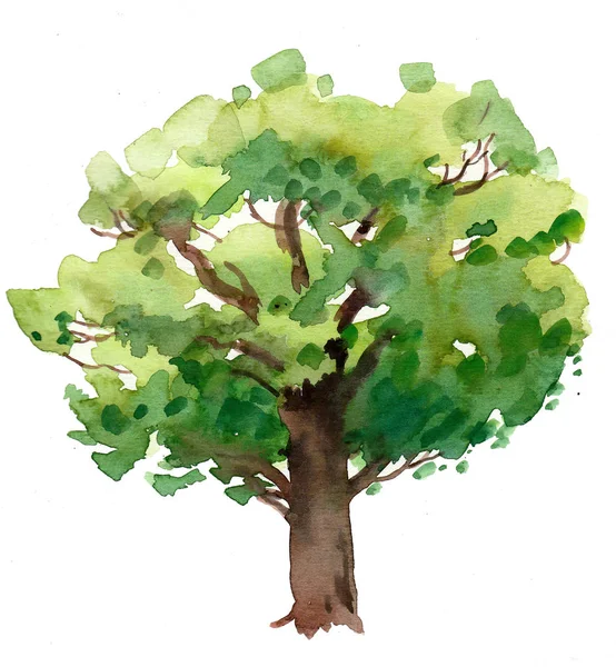 Big Oak Tree Summer Field Watercolor Painting — Stock Photo, Image
