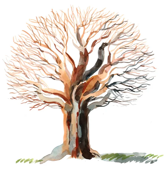 Big Bare Tree Ink Watercolor Illustration — Stock Photo, Image