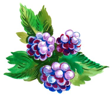 Bir sürü böğürtlen. Mürekkep ve suluboya çizim