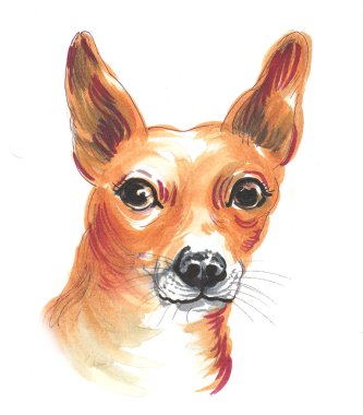 Köpek kafası. Mürekkep ve suluboya çizim