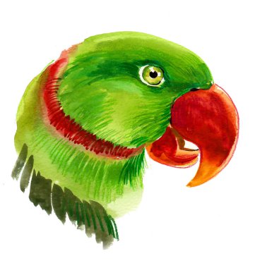 Yeşil papağan kuşu. Mürekkep ve suluboya çizim