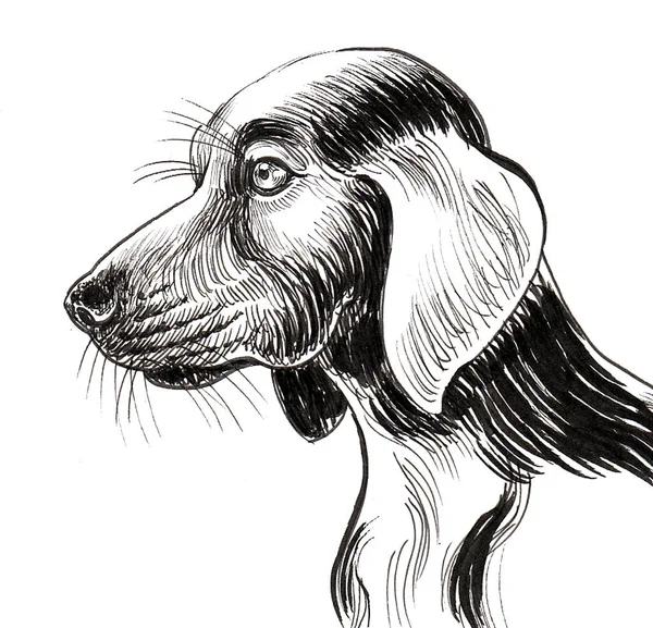 Hunting Dog Head Ink Black White Drawing — Stock Photo, Image