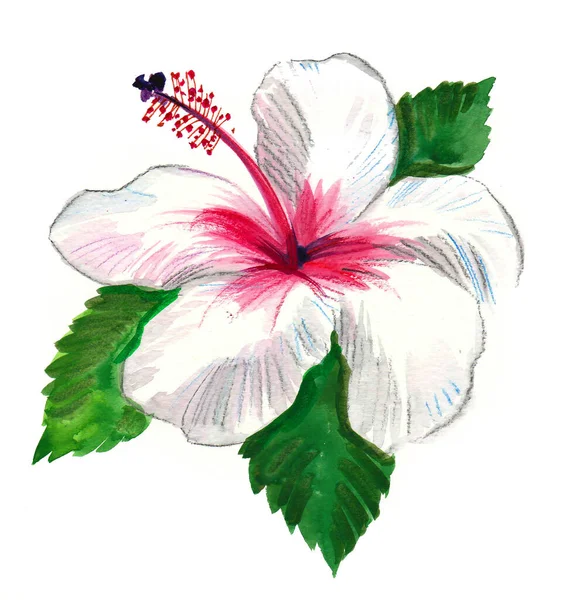 Белый Красный Цветок Гибискуса Акварель — стоковое фото