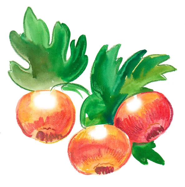 Füge Gyümölcs Tinta Akvarell Rajz — Stock Fotó