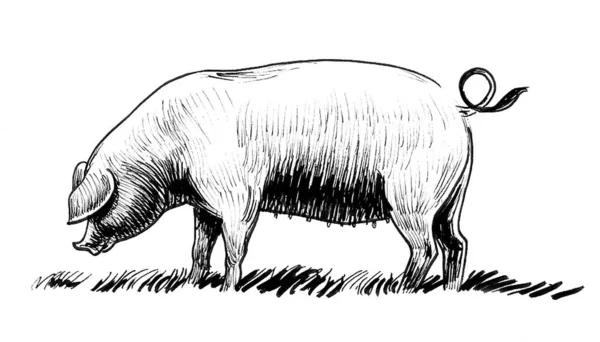Standing Pig Ink Black White Drawing — Stock Photo, Image