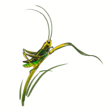 Green grasshopper on a green grass. Ink and watercolor drawing