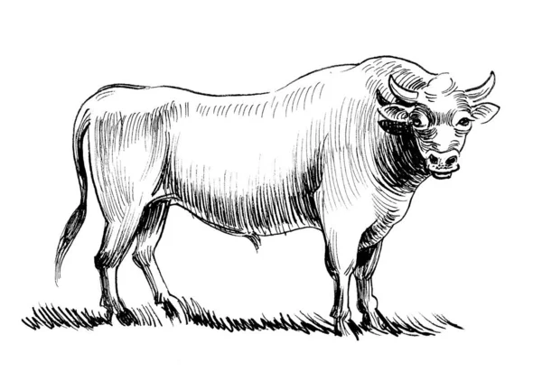 Big Strong Bull Ink Black White Drawing — Stock Photo, Image