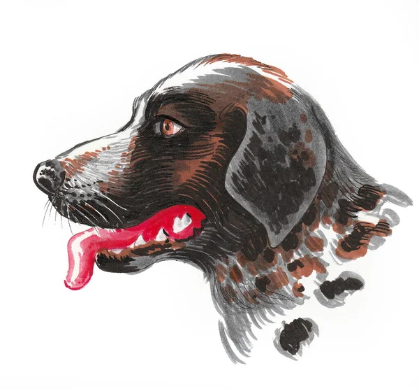 Hunting Dog Head Ink Watercolor Drawing — 스톡 사진