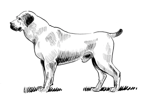 Δυνατό Σκυλί Μελάνι Ασπρόμαυρο Σχέδιο — Φωτογραφία Αρχείου