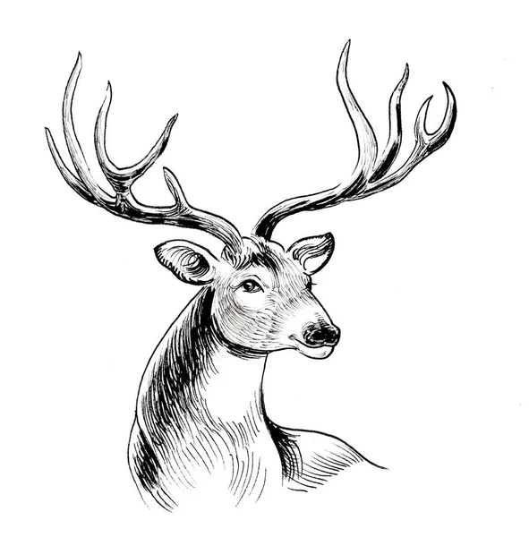 Deer stag head. Ink black and white drawing