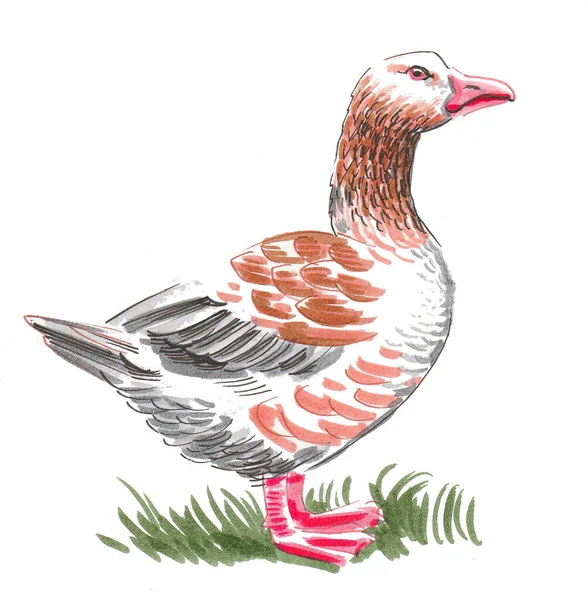Goose Bird Grass Ink Watercolor Sketch — Stock Photo, Image