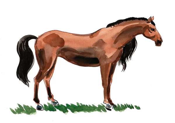 Cavallo Marrone Piedi Inchiostro Acquerello Disegno — Foto Stock