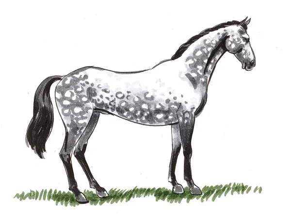 Standing Beautiful White Horse Ink Watercolor Drawing — Stock fotografie