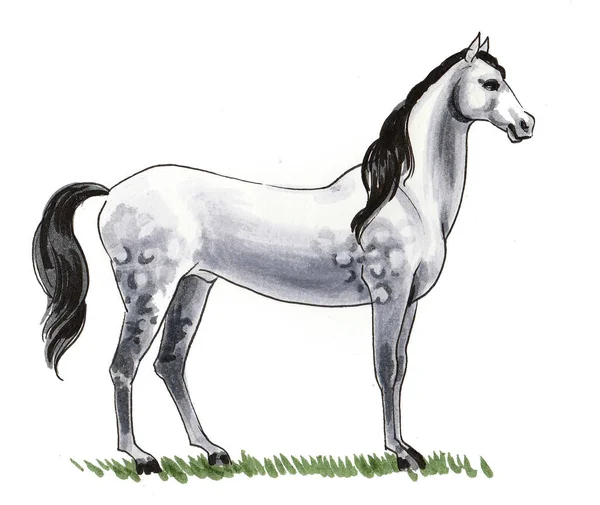 Standing Beautiful White Horse Ink Watercolor Drawing — Stockfoto