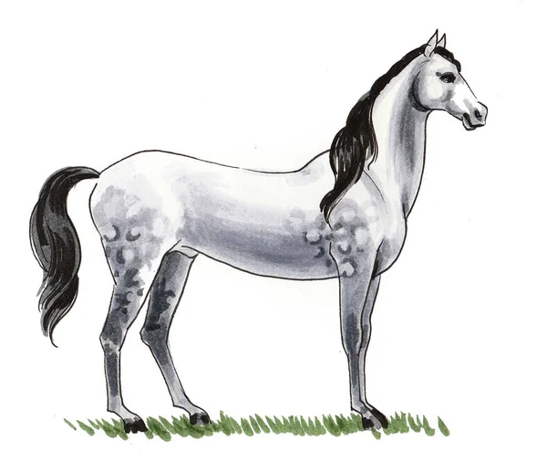 Beau Cheval Blanc Debout Dessin Encre Aquarelle — Photo