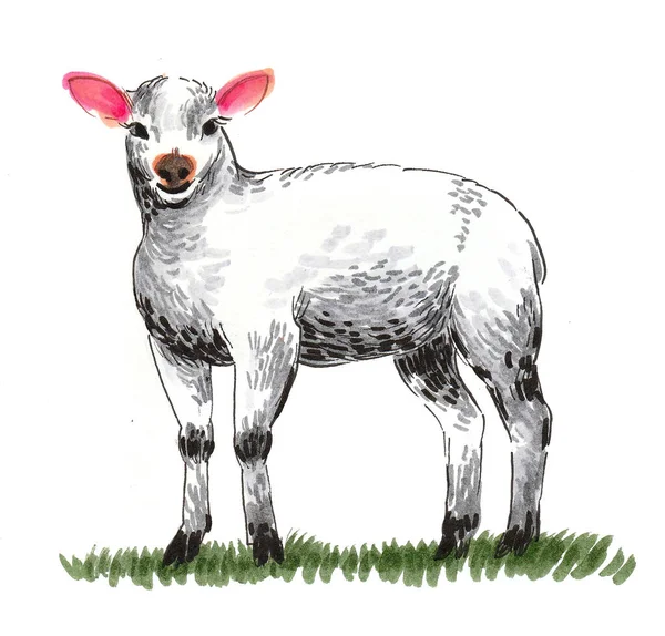 Baby Sheep Ink Watercolor Drawing — 스톡 사진