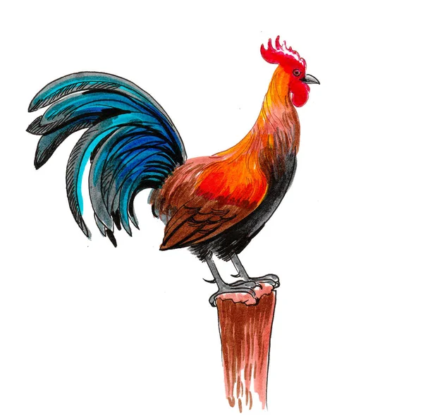 Colorful Rooster Bird Ink Watercolor Drawing — Stock Photo, Image