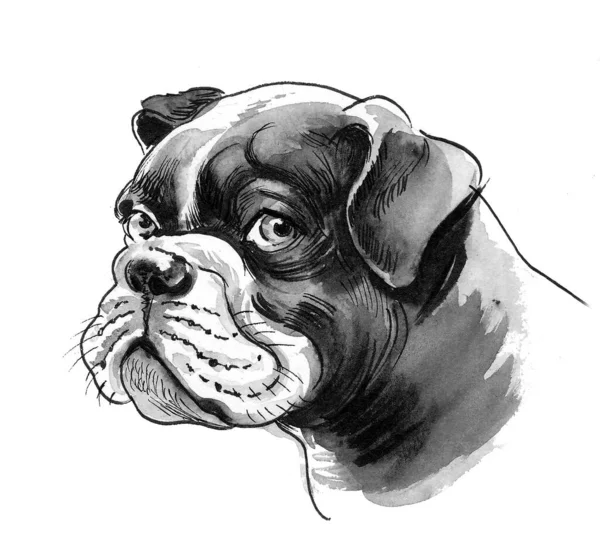 Cute Bull Dog Puppy Ink Watercolor Drawing — Stock Photo, Image